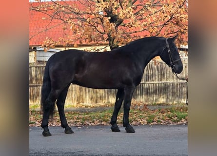 More ponies/small horses, Mare, 8 years, 15,1 hh, Black