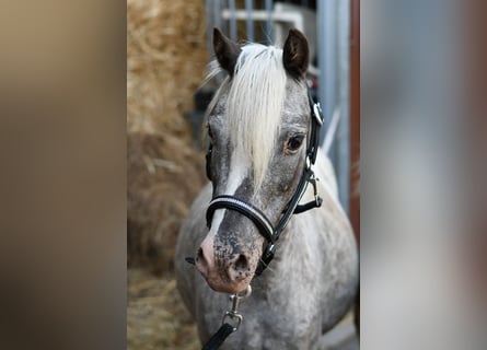 More ponies/small horses, Mare, 9 years, 11.2 hh, Leopard-Piebald