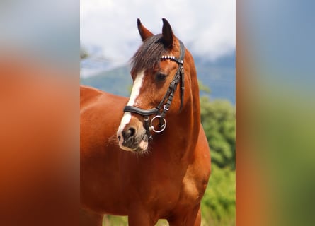 More ponies/small horses, Mare, 9 years, 13,2 hh, Brown