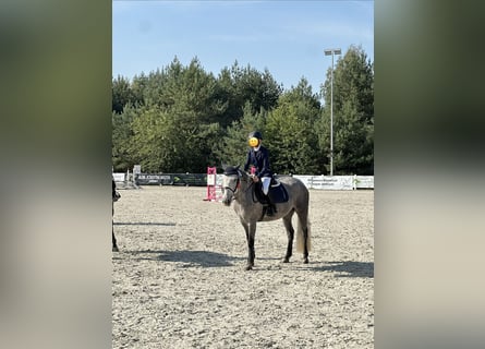 More ponies/small horses, Mare, 9 years, 14.1 hh, Grey