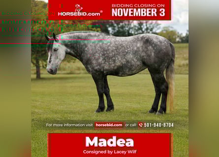 More ponies/small horses, Mare, 9 years, 14,1 hh, Grey