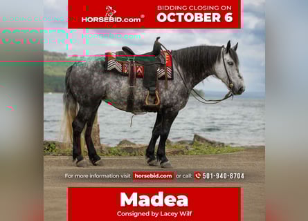 More ponies/small horses, Mare, 9 years, 14,1 hh, Grey