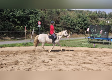 More ponies/small horses, Mare, 9 years, 14,2 hh, Cremello