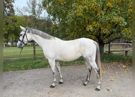 More ponies/small horses, Mare, 9 years, 14,2 hh, Grey