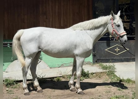 More ponies/small horses, Mare, 9 years, 15 hh, Gray
