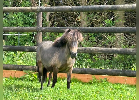 More ponies/small horses, Mare, 9 years, 8.1 hh, Brown