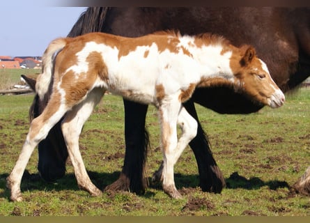 More ponies/small horses, Mare, Foal (03/2026), 14,3 hh, Pinto