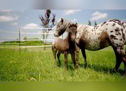 More ponies/small horses, Mare, Foal (04/2025), 8,3 hh, Leopard-Piebald