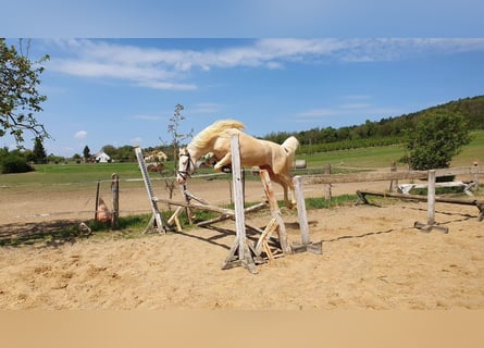 More ponies/small horses, Stallion, 10 years, 14.1 hh, Cremello