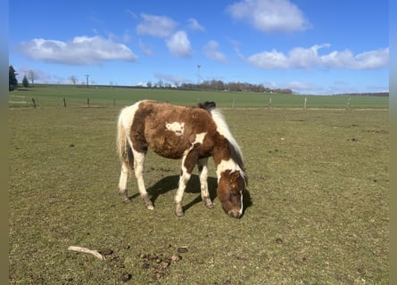 More ponies/small horses Mix, Stallion, 1 year, 13.1 hh, Pinto