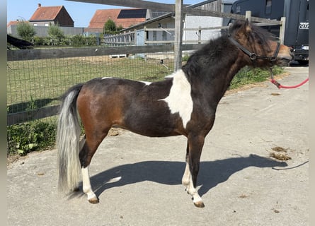More ponies/small horses, Stallion, 1 year, 7,3 hh, Brown