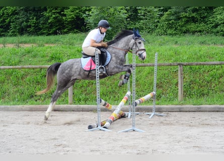 More ponies/small horses, Stallion, 3 years, 14 hh, Gray