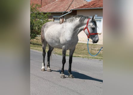 More ponies/small horses, Stallion, 6 years, 14,1 hh, Gray