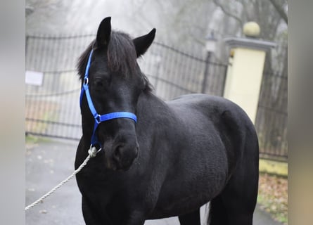 More ponies/small horses, Stallion, 6 years, 14,2 hh, Black