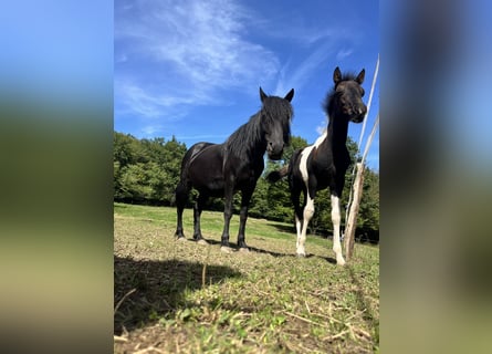 More ponies/small horses, Stallion, Foal (06/2025), 12,1 hh, Pinto