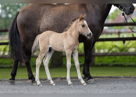 More ponies/small horses, Stallion, Foal (07/2025), Dun