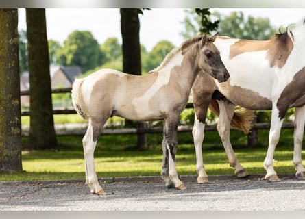 More ponies/small horses, Stallion, Foal (05/2025), Pinto