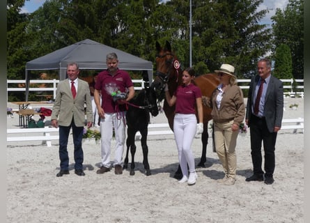 Moritzburg, Giumenta, 17 Anni, 160 cm, Baio