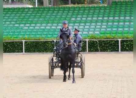 Moritzburg, Giumenta, 4 Anni, 160 cm, Morello