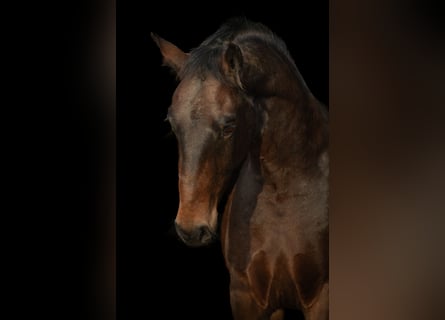 Moritzburger, Gelding, 4 years