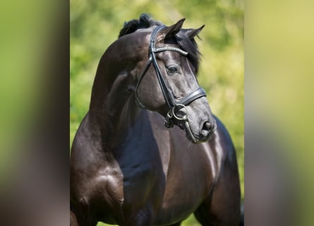 Oldenbourg, Étalon, 14 Ans, 170 cm, Noir