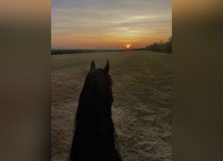 motivierte Reiterin sucht Reitbeteiligung