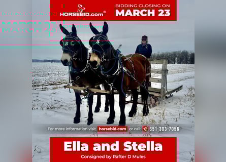 Muł, Klacz, 11 lat, 163 cm, Gniada