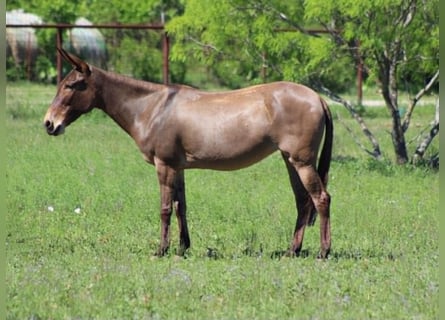Muł, Klacz, 8 lat, 132 cm, Grullo