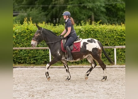 Muł, Wałach, 11 lat, 160 cm, Tarantowata