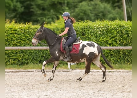Muł, Wałach, 11 lat, 160 cm, Tarantowata