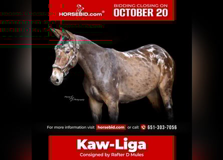 Muł, Wałach, 2 lat, 157 cm, Kara