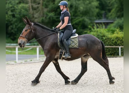 Muł, Wałach, 6 lat, 163 cm, Ciemnogniada