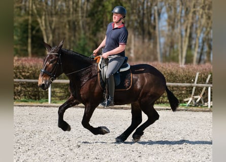 Muł, Wałach, 6 lat, 163 cm, Ciemnogniada