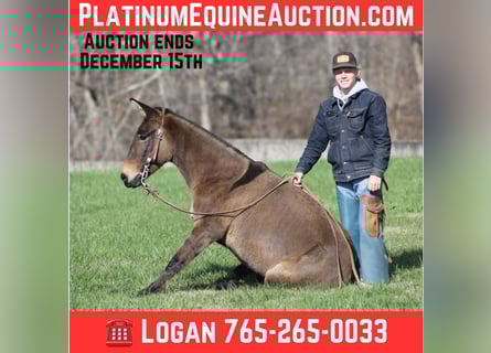 Muł, Wałach, 9 lat, 132 cm, Grullo