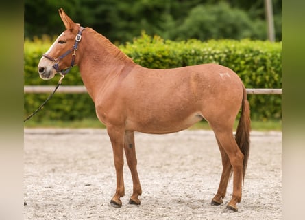 Muildier, Merrie, 12 Jaar, 144 cm, Vos