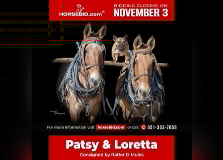 Muildier, Merrie, 12 Jaar, 152 cm, Falbe