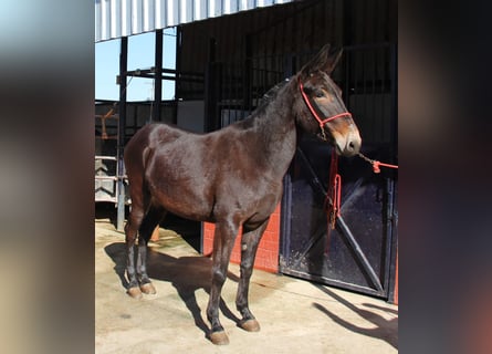 Muildier, Merrie, 13 Jaar, 160 cm, Donkerbruin