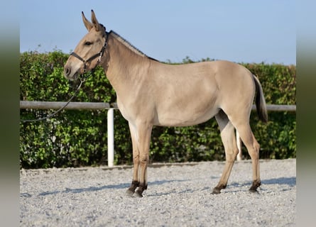 Muildier, Merrie, 2 Jaar, 145 cm, Falbe