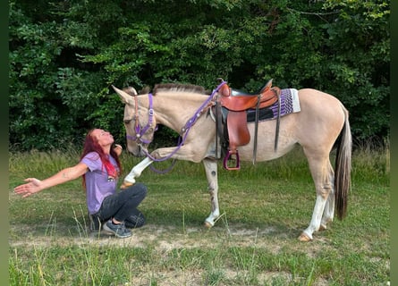 Muildier, Merrie, 7 Jaar, 140 cm, Falbe