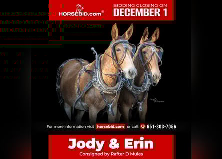 Muildier, Ruin, 10 Jaar, 160 cm, Gevlekt-paard