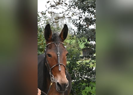 Muildier, Ruin, 11 Jaar, 142 cm, Bruin