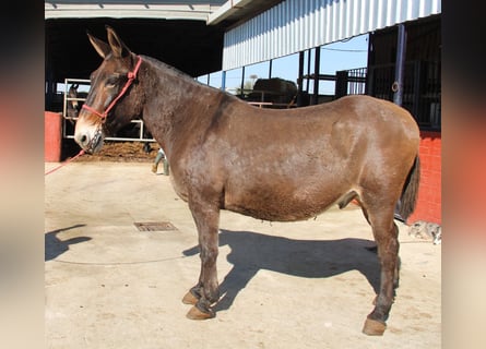 Muildier, Ruin, 15 Jaar, 170 cm, Bruin