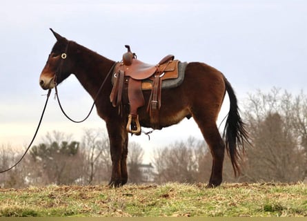 Muildier, Ruin, 6 Jaar, 147 cm, Roodbruin