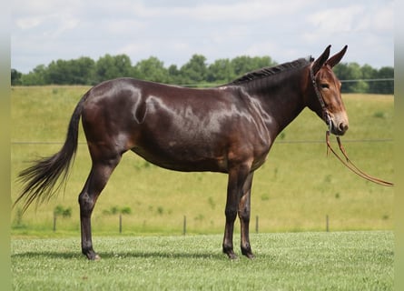 Muildier, Ruin, 8 Jaar, Roodbruin