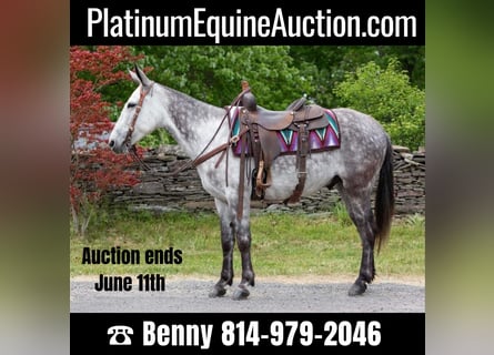 Mule, Gelding, 10 years, 14,3 hh, Gray-Dapple