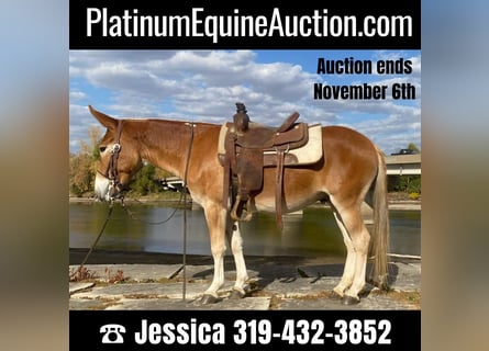 Mule, Gelding, 10 years, 14 hh, Sorrel