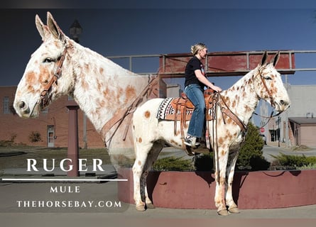 Mule, Gelding, 10 years, 15,2 hh, White