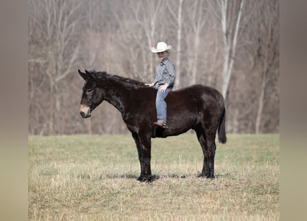 Mule, Gelding, 10 years, 15 hh, Black