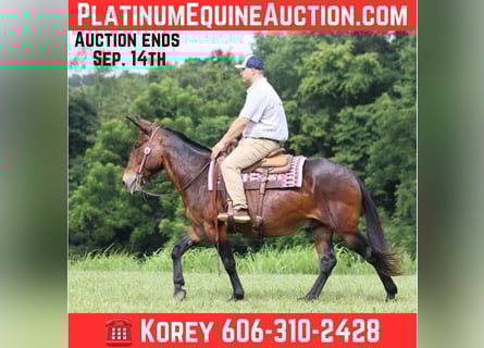 Mule, Gelding, 10 years, 15,2 hh, Bay