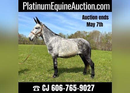 Mule, Gelding, 10 years, 16,2 hh, Gray